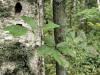 200209150179 Virginia Creeper (Parthenocissus quinquefolia)- Mt Pleasant.jpg