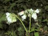 200106092289 Virginia Waterleaf (Hydrophyllum virginianum) - Sleeping Bear Dunes.jpg