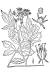 200406 Virginia Waterleaf or Shawnee salad (Hydrophyllum virginianum) - USDA Illustration.jpg