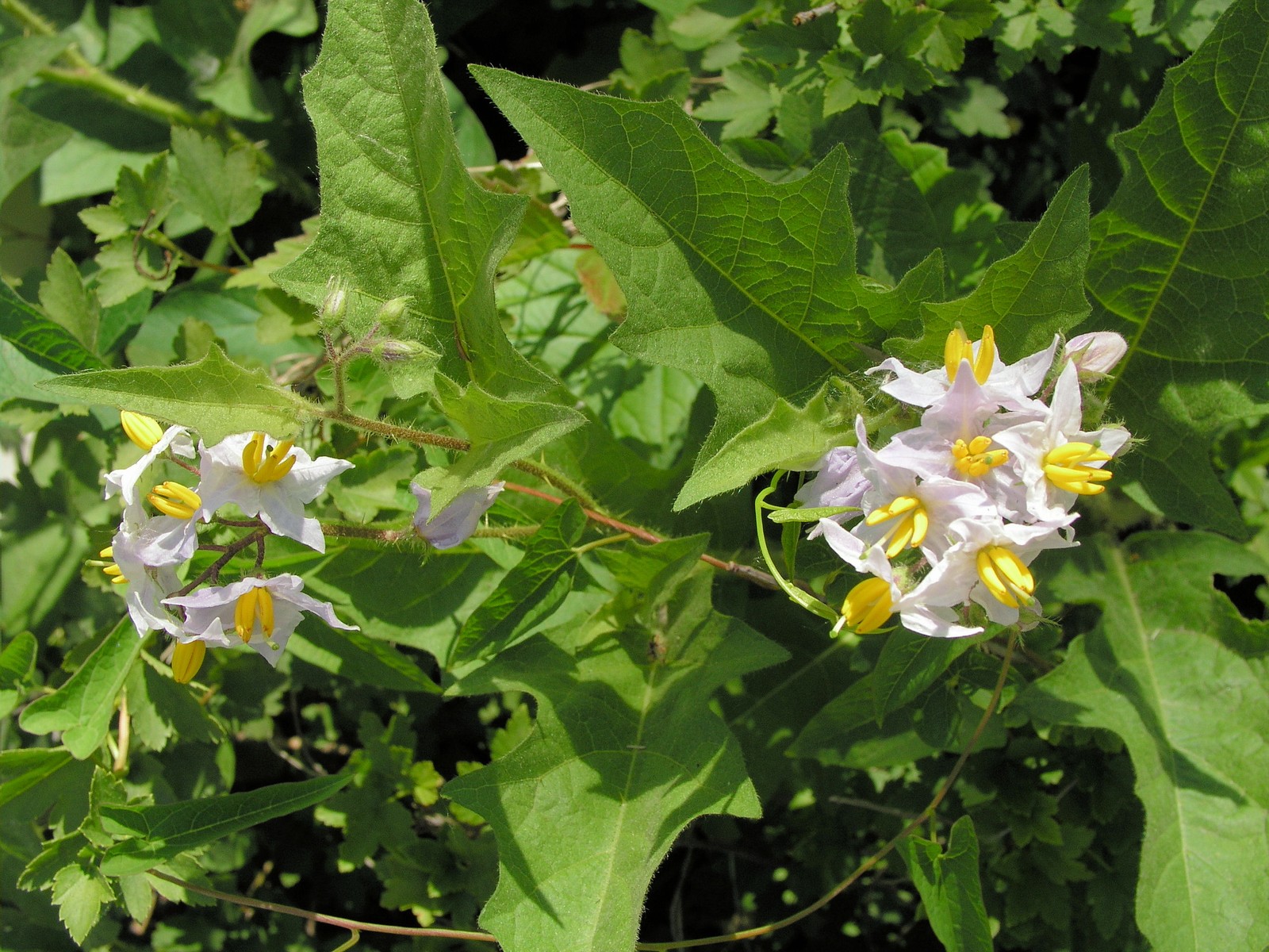 200606141722 Carolina Horsenettle - (Solanum carolinense) - Wayne Co.JPG