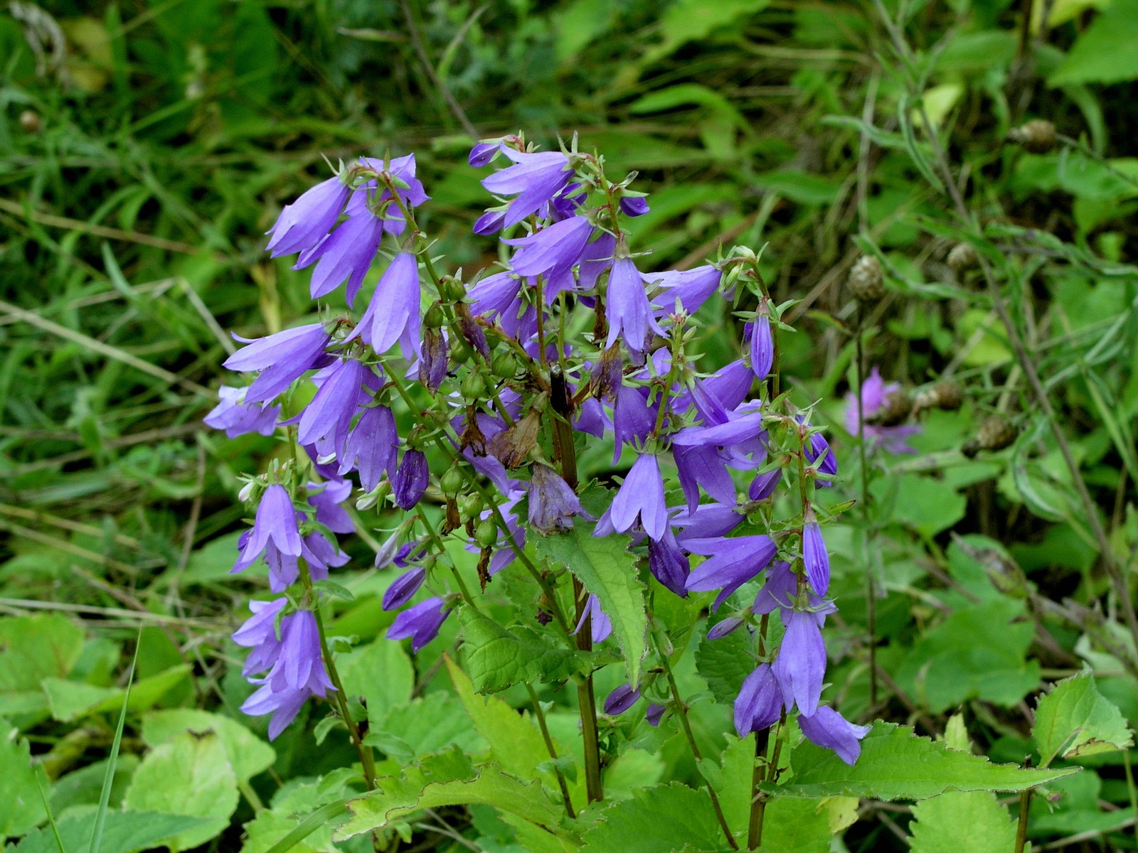 20060730123533 Creeping or Rampion Bellflower (Campanula rapunculoides) - Cup and Saucer Trail.JPG