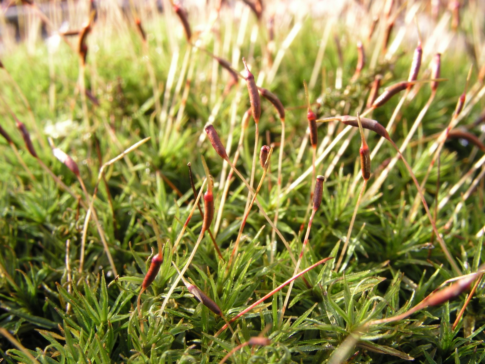 200601160178 Wavy-Leaved Moss (Dicranum polysetum) - Oakland Co